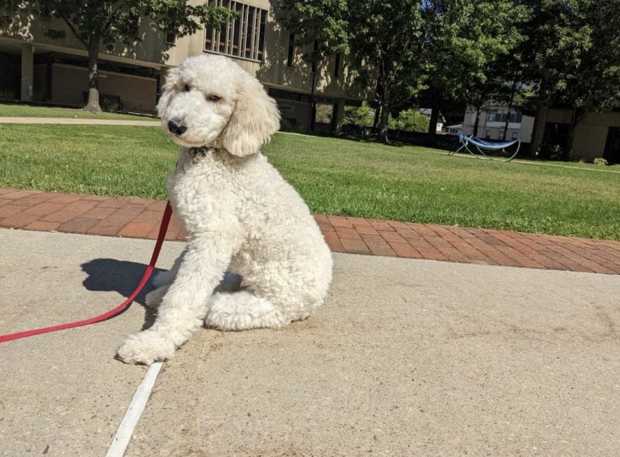 Maple has office hours every Wednesday at 11am, all students and staff are encouraged to attend if they’re looking to de-stress and spend time with a puppy. (Photo from Maples Instagram)