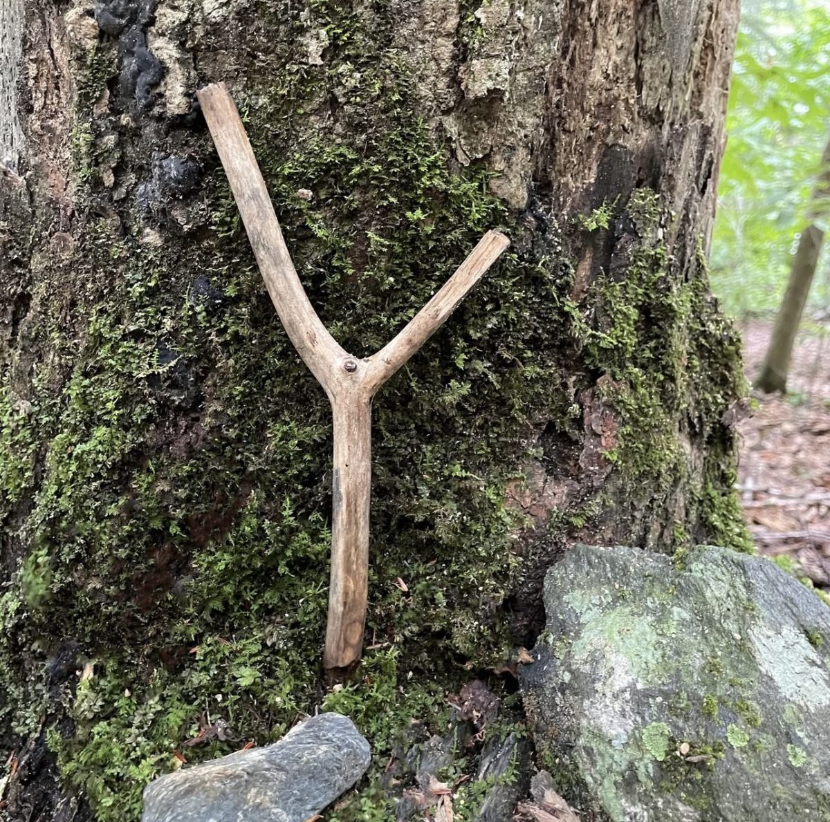 A forked stick along the trail to the water, walked by the artists as part of "Women Walking to Water," the latest exhibition at MCLA's Gallery 51.